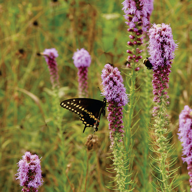 Liatris%2520pycnostachya%