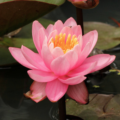 Nymphaea odorata ( Pink Water Lily)