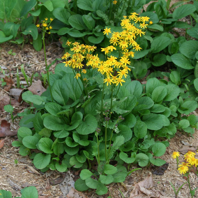 Packera obovata (Roundleaf Groundsel)