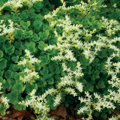 Sedum ternatum (Wild Stonecrop)