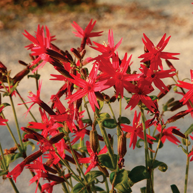 Silene virginica (Fire Pink)