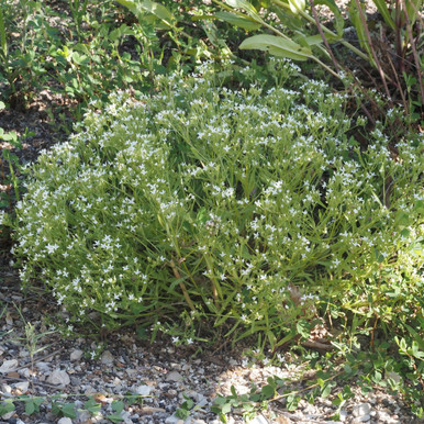 Stenaria%2520nigricans%