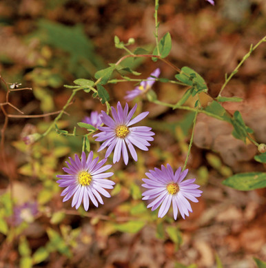 Symphyotrichum patens (Late Purple Aster)