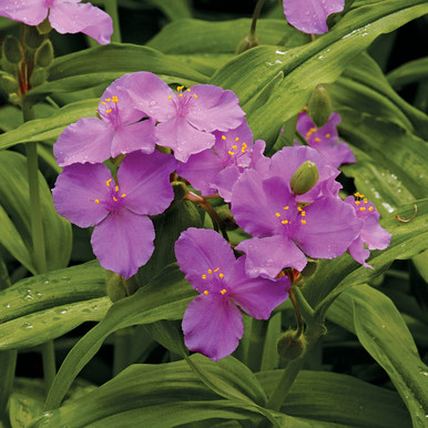 Tradescantia ernestiana (Woodland Spiderwort)