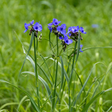 Tradescantia ohiensis (Ohio Spiderwort)