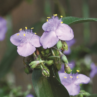167サイコフラワー Tradescantia subaspera (Zigzag Spiderwort)