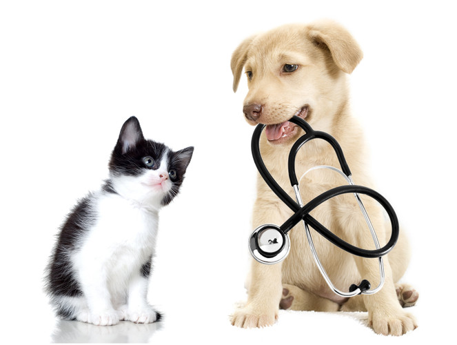 애완 동물을위한 장 구충 예방의 중요성