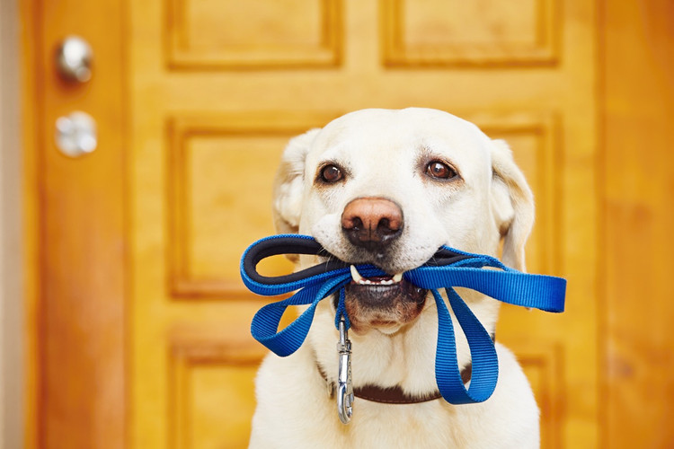 Les avantages de l'adoption d'un chien âgé