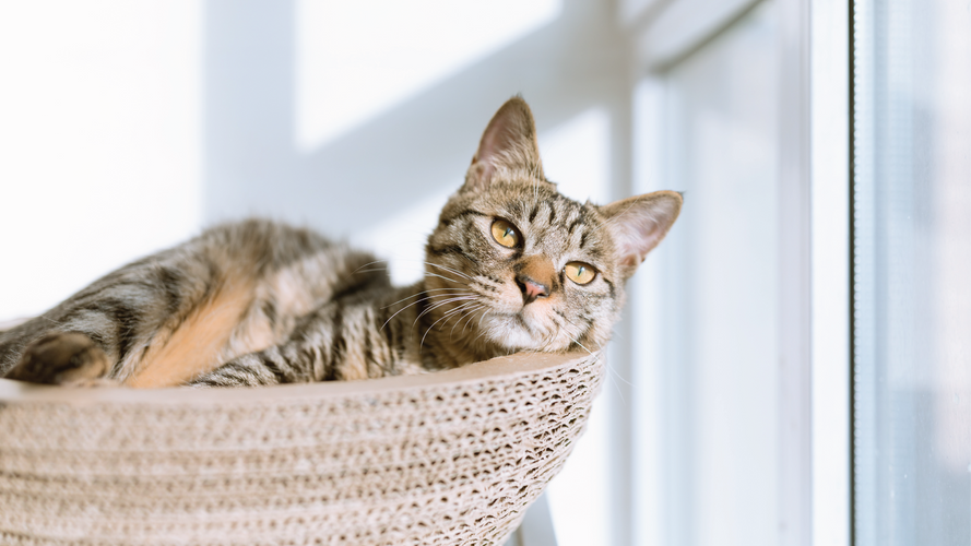 ​Winter Cat Enrichment Tips