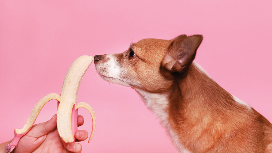 ​Can Dogs Eat People Food? What You Need to Know
