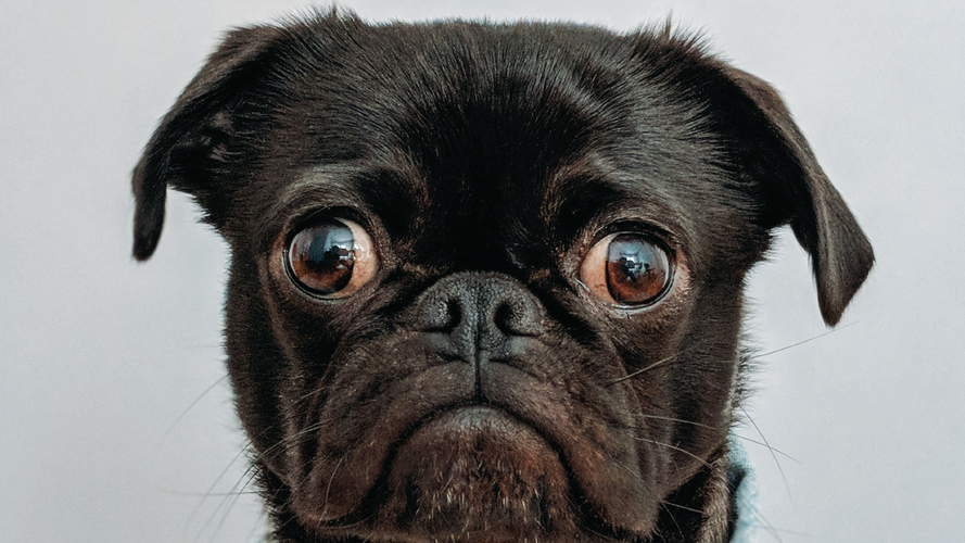 ​Eye Sight Development in Puppies and Dogs