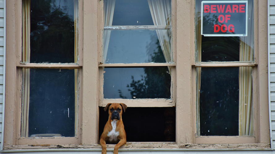 Cómo evitar que su perro ladre