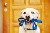 I vantaggi di adottare un cane anziano