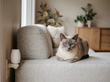Adaptil vs Feliway: Which Calming Diffuser Is Right for Your Pet?