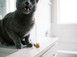 Cat Dental Care: Why Most Owners Overlook It