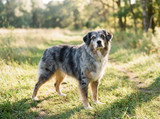Signs of Arthritis in Dogs: How to Spot It Early