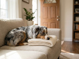 Separation Anxiety in Dogs: Signs, Causes, and What Actually Helps