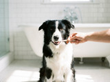 How to Brush Your Dog's Teeth: A Step-by-Step Guide