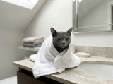 How to Bathe a Cat Without the Drama: A Practical Guide