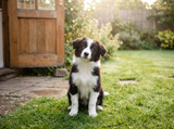 Toilet Training Your Dog or Puppy: A Practical Step-by-Step Guide