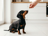 Best Flea Treatments for Dogs: Spot-On vs Chewable Compared