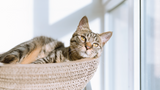 冬の猫のエンリッチメントのヒント