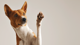 なぜ私の犬はそんなに引っ掻くのですか？ 