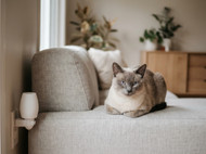Adaptil vs Feliway: Which Calming Diffuser Is Right for Your Pet?