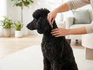 Advantix Review: Is It Worth It for Your Pet?