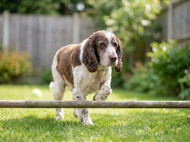 Best Supplements for Ageing Pets: Joint, Brain, and Gut Health