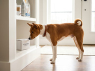 Canex Review: Is It Worth It for Your Pet?