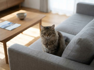 Capstar vs Longer-Lasting Flea Options: How Long It Lasts & Cost