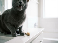 Cat Dental Care: Why Most Owners Overlook It