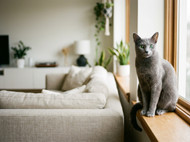 Flea Treatment for Cats: Indoor vs Outdoor Protection