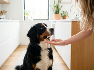 Credelio Plus Review: Is It Worth It for Your Pet?