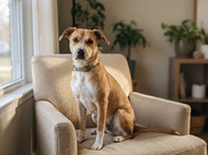 Dog Basics: What Every Pet Owner Should Know