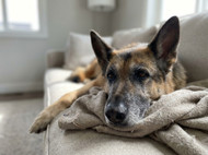 How to Know When Your Dog Is Becoming a Senior