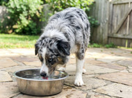 Dog Rocks vs Alternatives: Which Option Is Better Value?