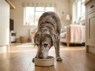 Feeding a Senior Dog: How Nutritional Needs Change With Age