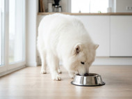 Grain-Free Dog Food: Is It Actually Better for Your Pet?