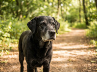 Joint Supplements for Senior Dogs: What to Look For