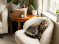 Kleo vs Alternatives: Flea, Tick & Heartworm Prevention Coverage and Cost per Month