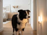 Managing Cognitive Decline in Older Dogs: A Practical, Daily Plan