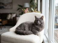 Profender Review: Is It Worth It for Cats?