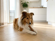 Prozym Products: A Complete Buyer’s Guide for Cleaner Teeth and Fresher Breath