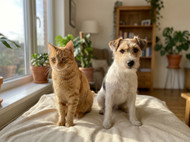 Prozym Review for Dogs & Cats: Does It Work?
