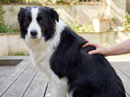 Alopecia in Dogs and Cats: How Fleas and Ticks Cause Hair Loss