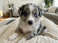 Eye Sight Development in Puppies and Dogs: What Every Owner Should Know