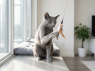 Russian Blue Cat: Breed Profile, Temperament, and Care Guide