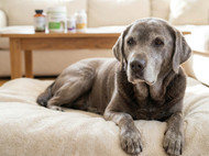 Sasha’s Blend vs Alternatives: Which Joint Supplement Is Better Value?